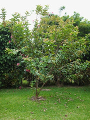 Guava Fruit Tree - Psidium Guajava - Red Fleshed Guava - 5 Seeds