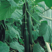 English Cucumber - Trimax F1 Hybrid - Cucumis Sativus - 3 Seeds