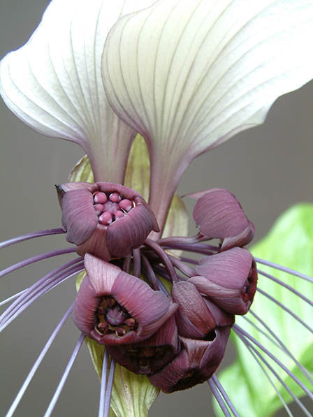 White Bat Flower - Tacca Integrifolia - Exotic Chinese Bulb Seeds - White Devil Flower - 5 Seeds
