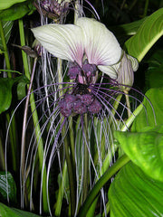 White Bat Flower - Tacca Integrifolia - Exotic Chinese Bulb Seeds - White Devil Flower - 5 Seeds