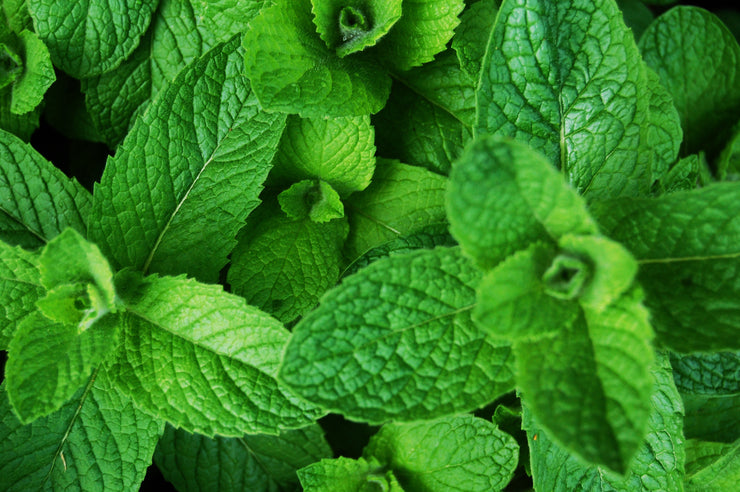 Green Mint - Mentha Viridis - Culinary Edible Herb - 25 Seeds