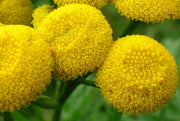 Tansy - Tanacetum Vulgare - Herb - 500 Seeds