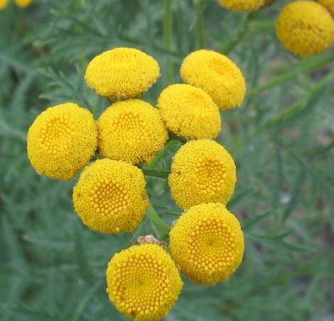 Tansy - Tanacetum Vulgare - Herb - 500 Seeds