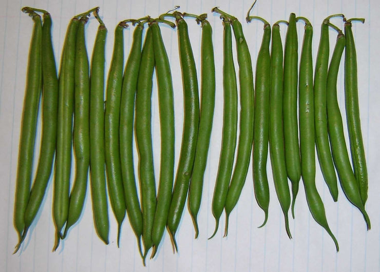 Malelane Bush Beans - Bulk Vegetable Seeds