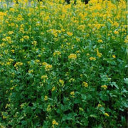 Yellow Mustard - Heirloom Vegetable - 200 Seeds