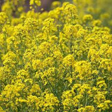 Yellow Mustard - Heirloom Vegetable - 200 Seeds