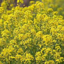 Yellow Mustard - Bulk Vegetable Seeds - 100 grams