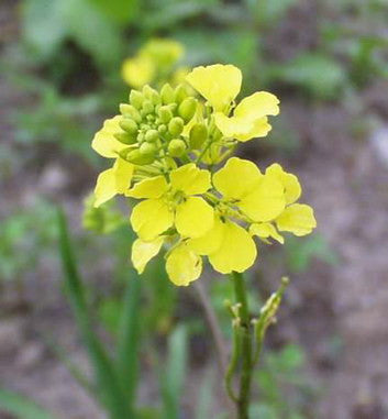 Yellow Mustard - Heirloom Vegetable - 200 Seeds