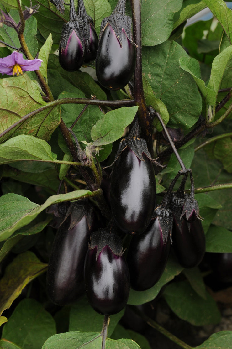 Patio Baby Eggplant - Solanum melongena - 5 Seeds - The Patio Vegetable Collection