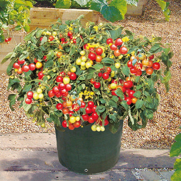Tumbler Tomato - Container Hanging Basket Trailing Tomato - Lycopersicon Esculentum - 5 Seeds