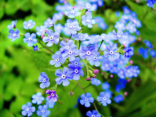 Forget Me Not Blue - Bulk Flower Seeds