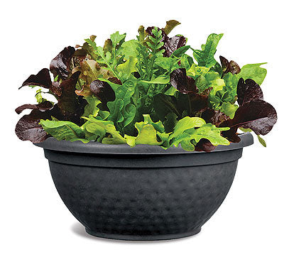 City Garden Salad Leaf Mix - Vegetable - 5 Seed Pellets - Simply Salad - Multi Seed Pellets - The Patio Vegetable Collection