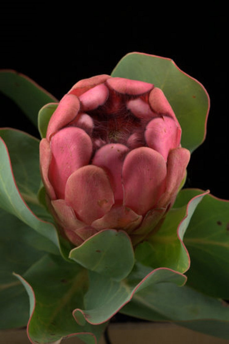 Protea Grandiceps - Princess Protea - Indigenous South African Protea - 5 Seeds