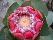 Protea Grandiceps - Princess Protea - Indigenous South African Protea - 5 Seeds