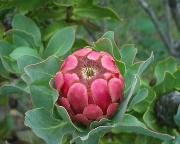 Protea Grandiceps - Princess Protea - Indigenous South African Protea - 5 Seeds