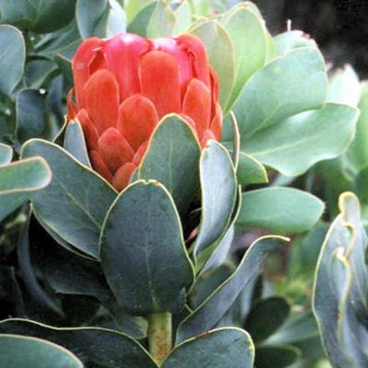 Protea Grandiceps - Princess Protea - Indigenous South African Protea - 5 Seeds