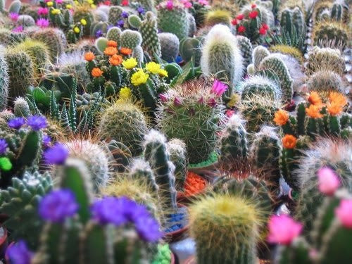 Mixed Cactus Seeds - Cactaceae - Exotic Cacti