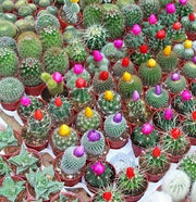 Mixed Cactus Seeds - Cactaceae - Exotic Cacti