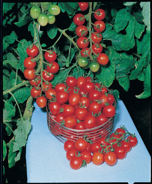 Gardeners Delight Cherry Tomato - Lycopersicon Esculentum - Cherry Tomatoes - 10 Seeds