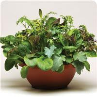 Wonder Wok Salad Leaf Mix - Vegetable - 5 Seed Pellets - Simply Salad - Multi Seed Pellets - The Patio Vegetable Collection