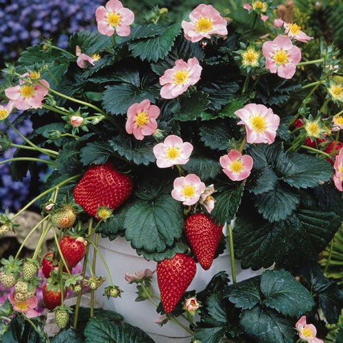 Roman F1 Strawberry - Fragaria - Easy to grow Container Strawberry - Fruit - 5 Seeds