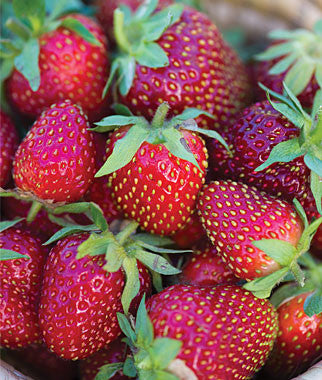 bulk strawberry seeds Roman F1 Strawberry Seeds