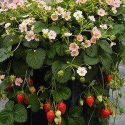 Roman F1 Strawberry - Bulk Fruit / Berry Seeds - 100 Seeds