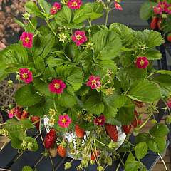 Tarpan F1 Strawberry - Fragaria - Easy to grow Container Strawberry - Fruit - 5 Seeds