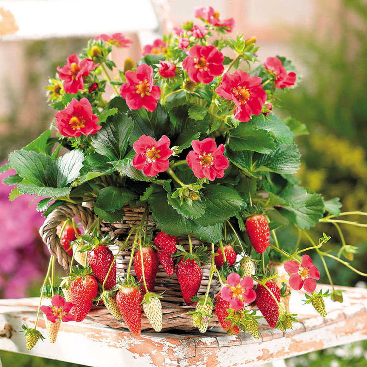 Tarpan F1 Strawberry - Fragaria - Easy to grow Container Strawberry - Fruit - 5 Seeds