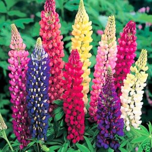 Lupin Russell Mix - Bulk Flower Seeds - 20 grams