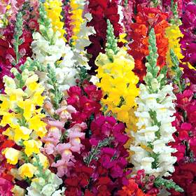 Mixed Tall Deluxe Mix - Antirrhinum Majus - Annual Flower - Bulk Flower Seeds