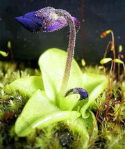 Pinguicula grandiflora - Large Flowered Butterwort - Exotic Carnivorous Plant - 5 Seeds