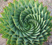 Aloe Polyphylla - African Spiral Aloe