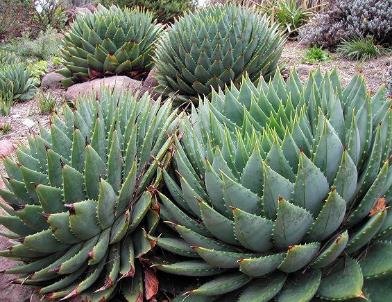 Aloe Polyphylla - African Spiral Aloe