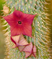 Hoodia Gordonii - Rare Indigenous South African Succulent - 5 Seeds