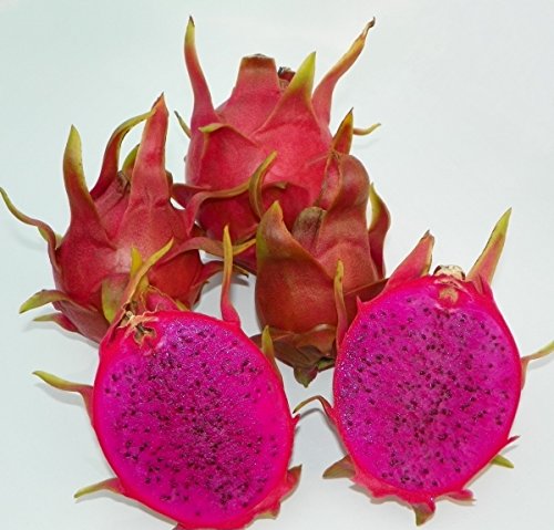 Purple Flesh Dragon Fruit / Pitaya "Dark Star" -Hylocereus guatemalensis & Hylocereus undatus hybrid - Exotic Cactus Vine Fruit - 10 Seeds