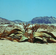 Welwitschia Mirabilis - Rare Namibian Succulent - Grows over 2000 Years Old