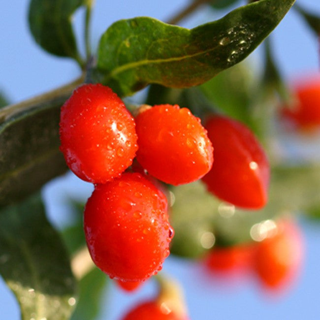 Goji Berry - Bulk Fruit / Berry Seeds - 200 Seeds