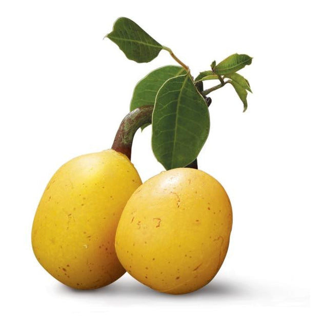 Marula Tree Roots Marula / Maroela Tree Seeds | Seeds for Africa