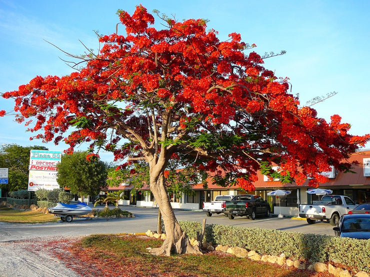 Delonix Regia - Royal Poinciana - Flamboyant Tree - Exotic Tree - 10 Seeds