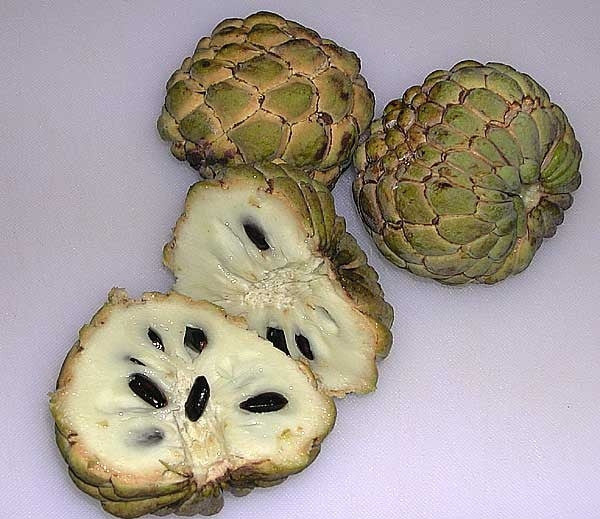 Annona Squamosa - Sugar Apple - Exotic Edible Fruit - 5 Seeds
