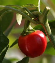 Piquante Sweet Red Cherry Pepper - Capsicum baccatum v pendullum - 10 Seeds