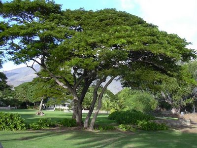 Rain Tree / Monkeypod - Albizia saman - Exotic Bonsai Tree / Shrub - 5 Seeds