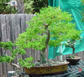 Rain Tree / Monkeypod - Albizia saman - Exotic Bonsai Tree / Shrub - 5 Seeds