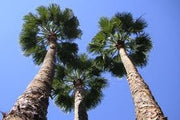 Mexican Fan Palm - Washingtonia Robusta - Exotic Palm - 10 Seeds