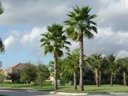 Mexican Fan Palm - Washingtonia Robusta - Exotic Palm - 10 Seeds