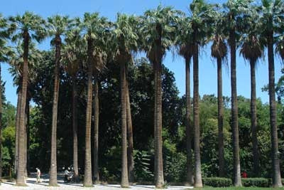 Mexican Fan Palm - Washingtonia Robusta - Exotic Palm - 10 Seeds