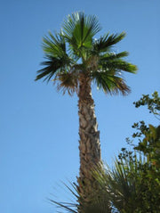 Mexican Fan Palm - Washingtonia Robusta - Exotic Palm - 10 Seeds