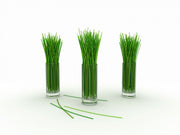 Lemon Grass - Lemongrass - East Indian - Cymbopogon Ciatrus - Herb Seeds