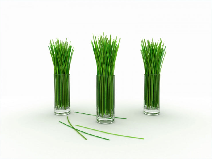 Lemon Grass - Lemongrass - East Indian - Cymbopogon Ciatrus - Herb Seeds